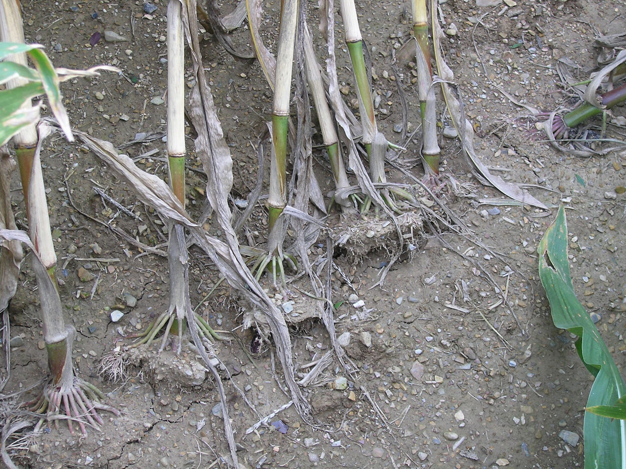 Corn stalks where we can see strong winds have caused corn root lodging