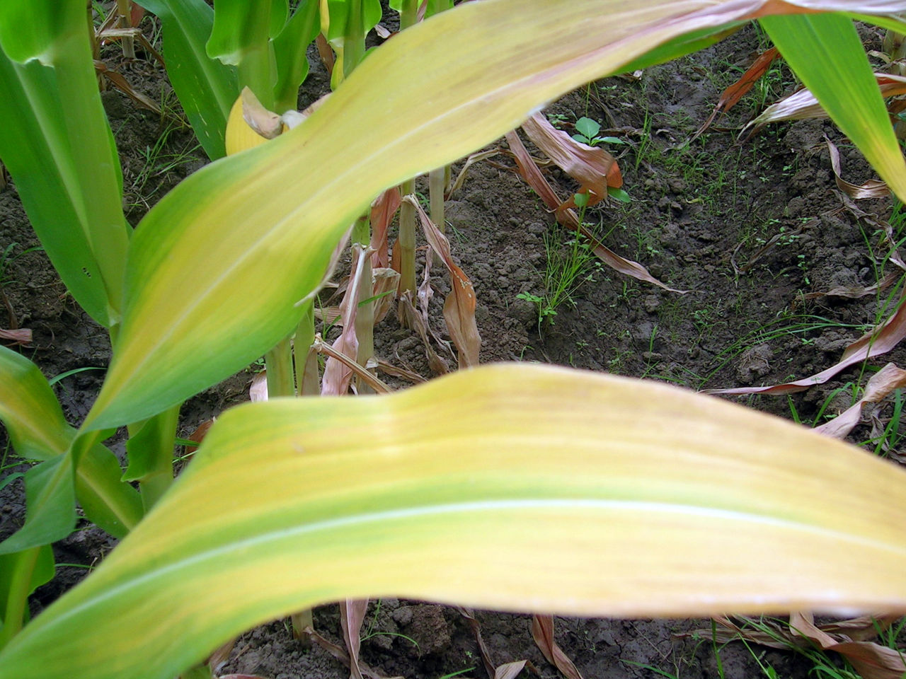Figure 4. Nitrogen deficiency in corn. Photo is provided courtesy of the International Plant Nutrition Institute (IPNI) and its IPNI Crop Nutrient Deficiency Image Collection, C.Witt, J.M. Pasuquin.