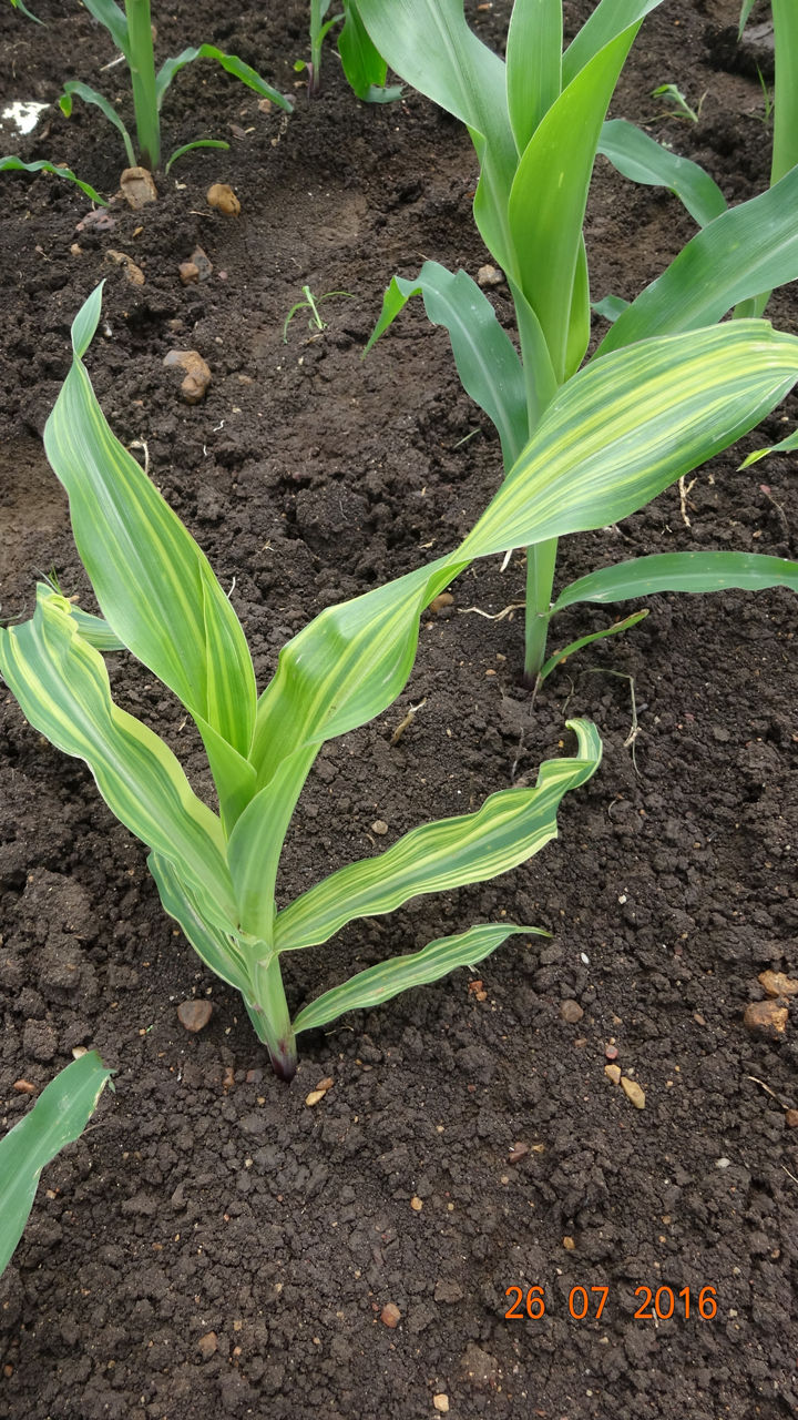 Figure 8. Zinc (Zn) Deficiency in Corn. Photo is provided courtesy of the International Plant Nutrition Institute (IPNI) and its IPNI Crop Nutrient Deficiency Image Collection, Dr. Gurupada Balol. 