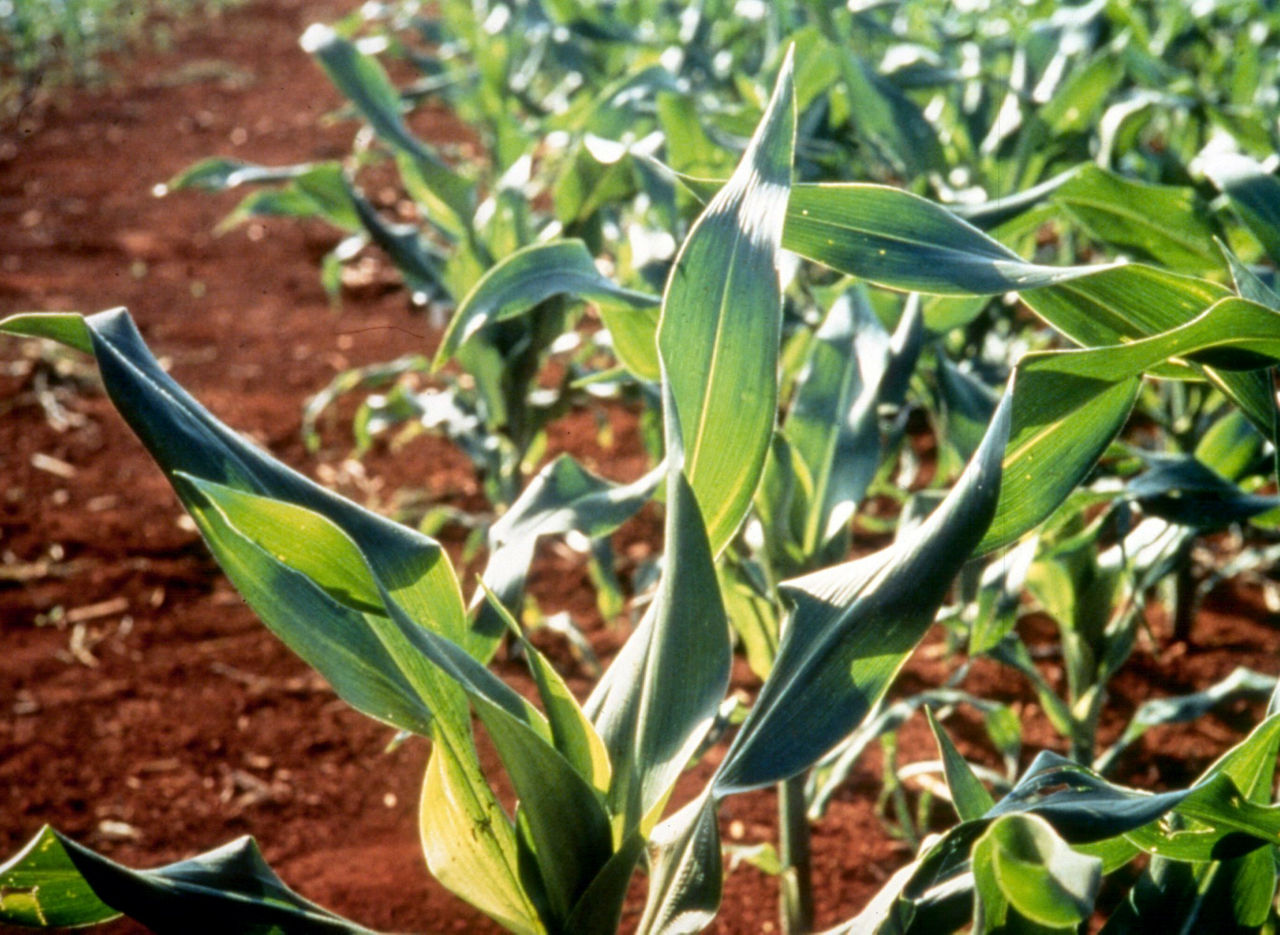Figure 11. Copper (Cu) Deficiency in Corn.  Photo is provided courtesy of the International Plant Nutrition Institute (IPNI) and its IPNI Crop Nutrient Deficiency Image Collection, T. Yamada
