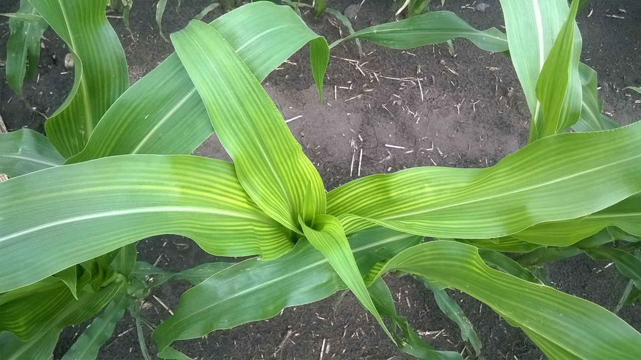 Figure 12. Sulfur (S) deficiency in Corn. Photo is provided courtesy of the International Plant Nutrition Institute (IPNI) and its IPNI Crop Nutrient Deficiency Image Collection, Jashandeep Kaur