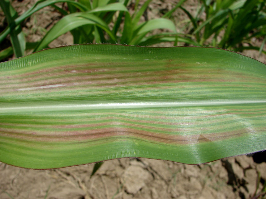 Figure 5. Magnesium (Mg) Deficiency in Corn. Photo is provided courtesy of the International Plant Nutrition Institute (IPNI) and its IPNI Crop Nutrient Deficiency Image Collection, P. Kumar 