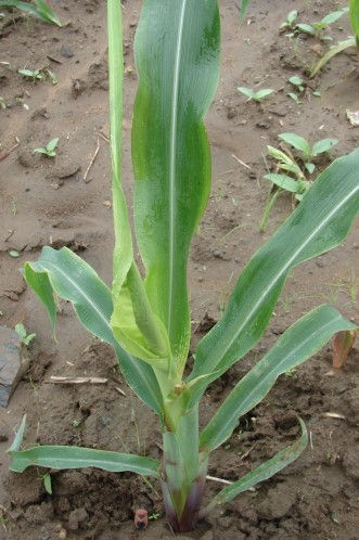 Figure 6. Calcium (Ca) Deficiency in Corn. Photo is provided courtesy of the International Plant Nutrition Institute (IPNI) and its IPNI Crop Nutrient Deficiency Image Collection, M.K. Sharma and P. Kumar
