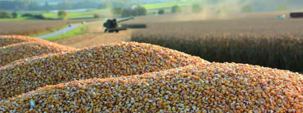 Corn piles high in the middle of corn harvest.