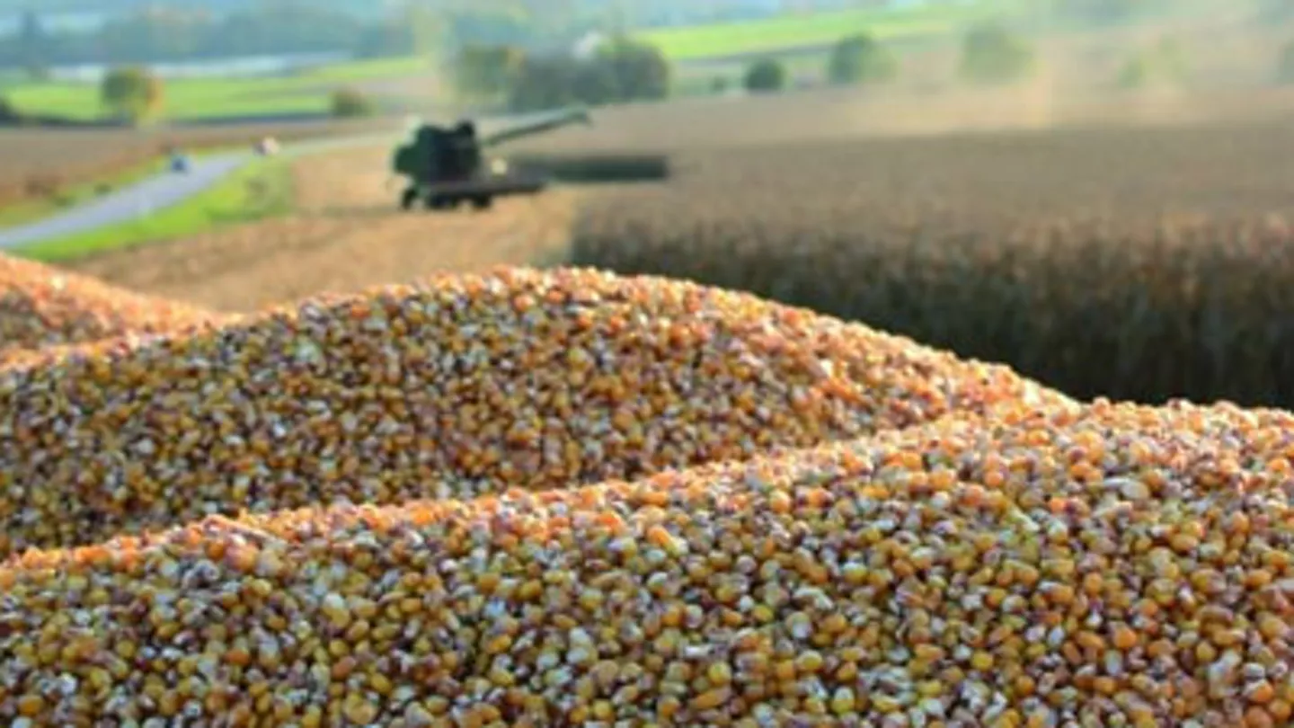 Top 10 Tips for Corn Yields