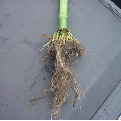 Image of corn plant with limited root growth from sidewall compaction which limited corn plant establishment.