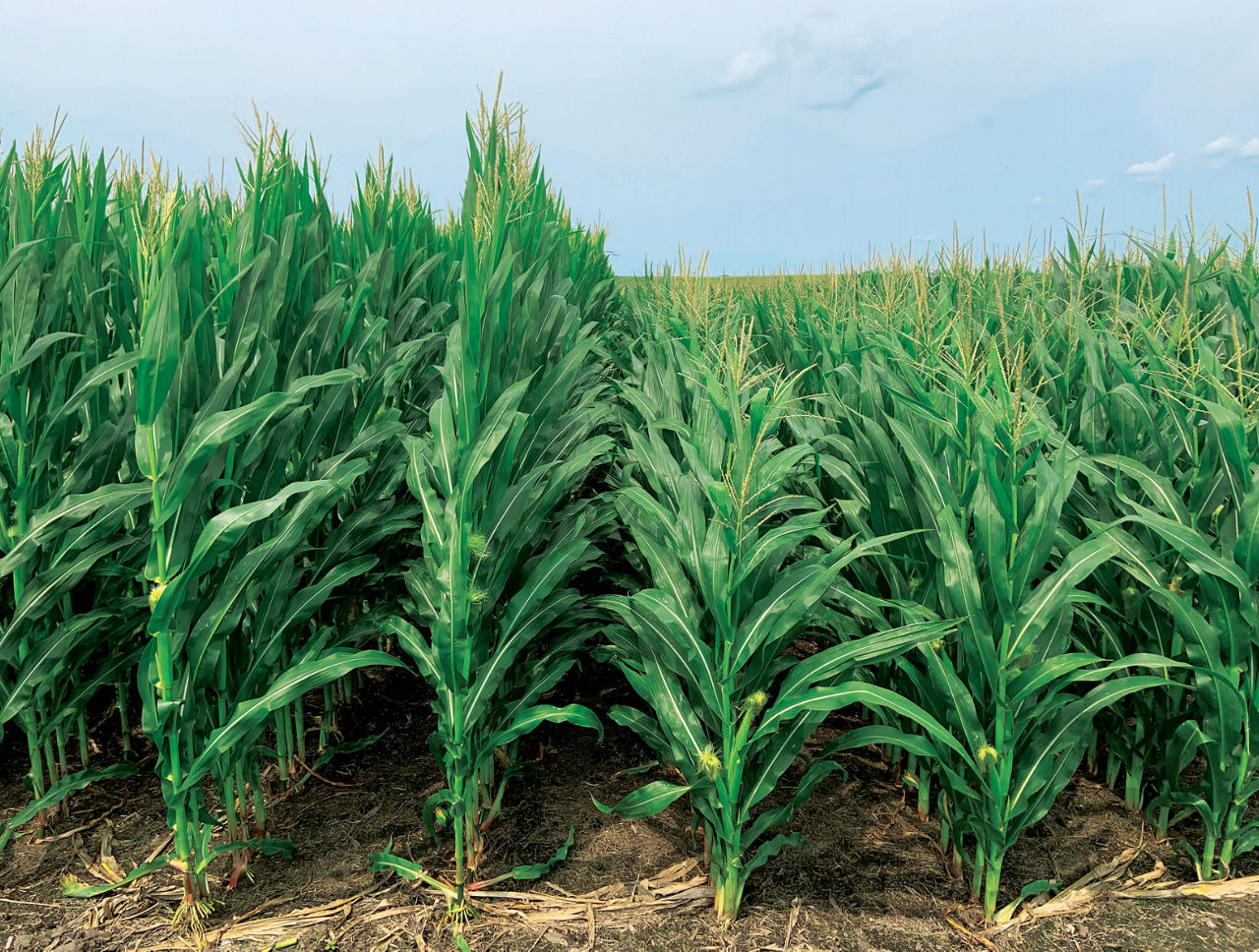 A corn field is shown where traditional tall corn plants are side by side with short stature corn hybrid plants.