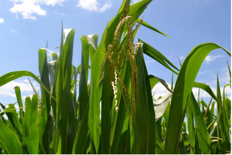 Figure 1. Tassels beginning to emerge from whorl with anthers starting to open.