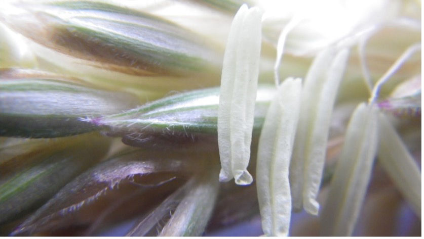 Figure 2. Close up of anthers which hold pollen until released.