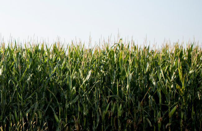 Promo Tools of  BRED FOR A VARIETY OF SOILS AND CONDITIONS