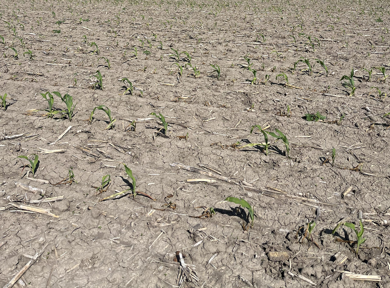 Corn field impacted by frost damage to corn which is being evaluated for corn replanting