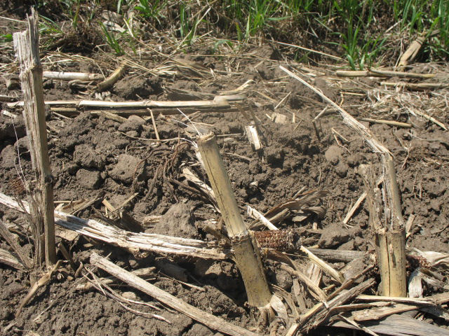 Comparison of water savings and yield on bare soil and residue-covered soil