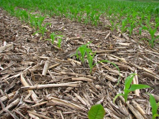Corn-residue from continuous corn causing uneven corn emergence