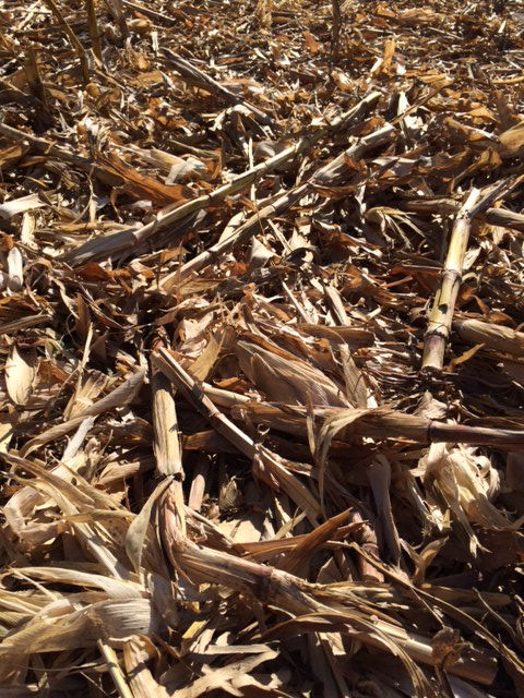 Close-up of corn residue in a field on the soil surface