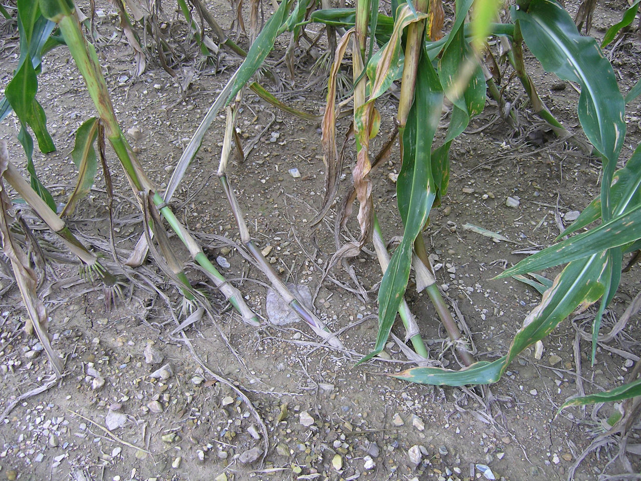 Corn stalks with corn goose necking after root lodging in corn