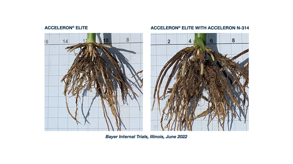 Side by side comparison of corn roots treated with Acceleron Elite and Acceleron Elite with Acceleron N-314