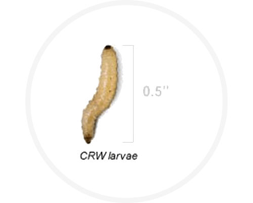 Corn rootworm larvae