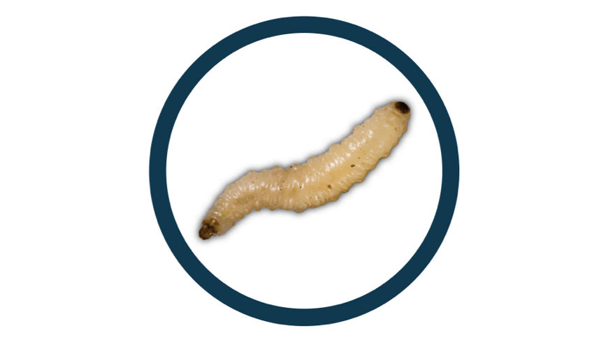 Corn rootworm pest in a black circle icon