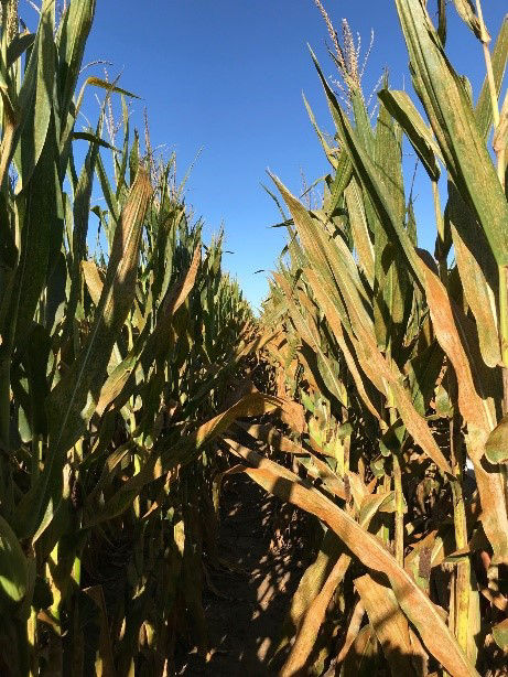 Two rows of corn crops with the row on the left having less rust since the farmer chose a corn seed product with genetic resistance to corn rust.