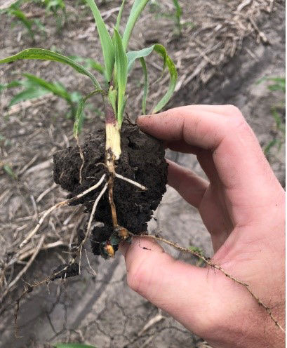 Pythium infected corn mesocotyl.
