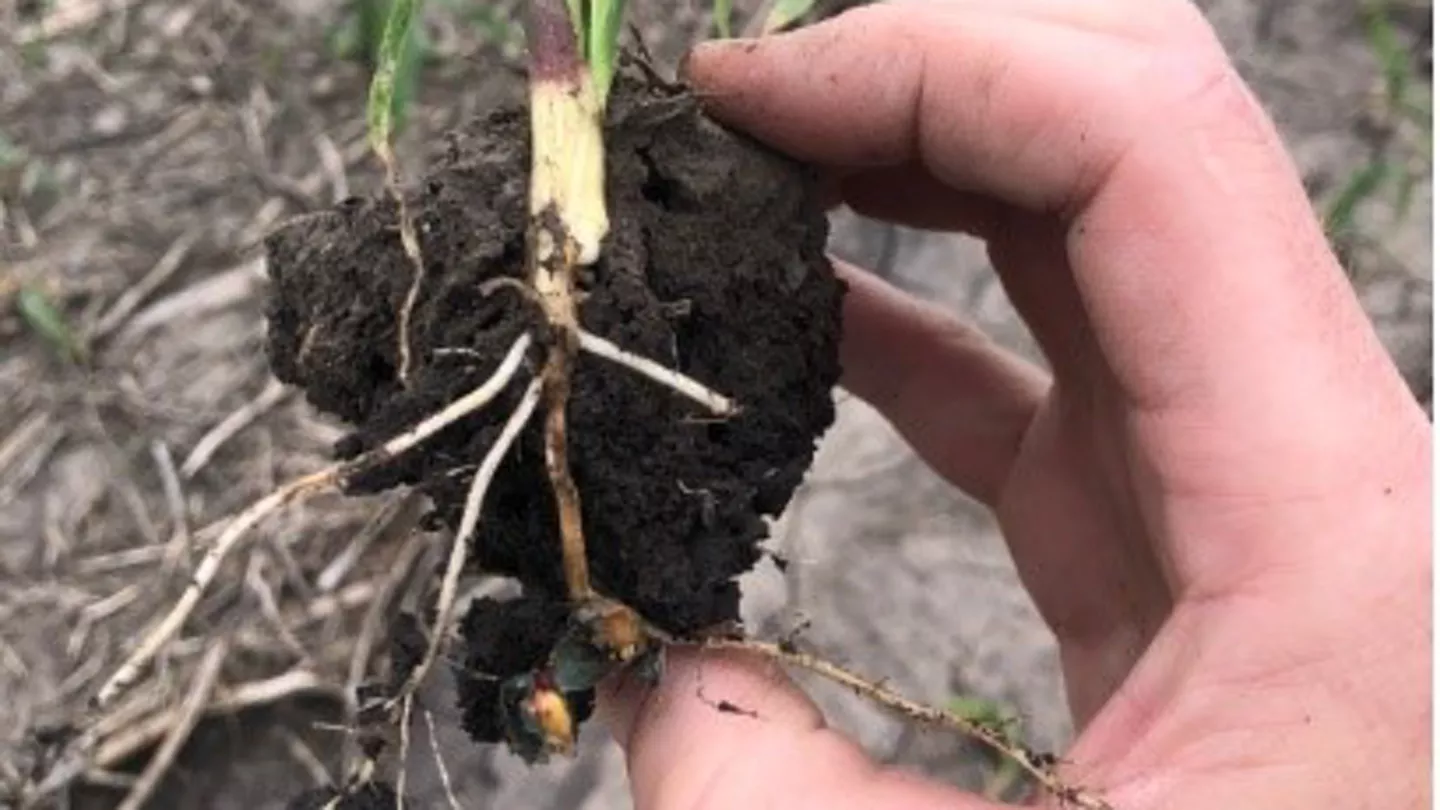 What is Killing My Corn Seedlings?