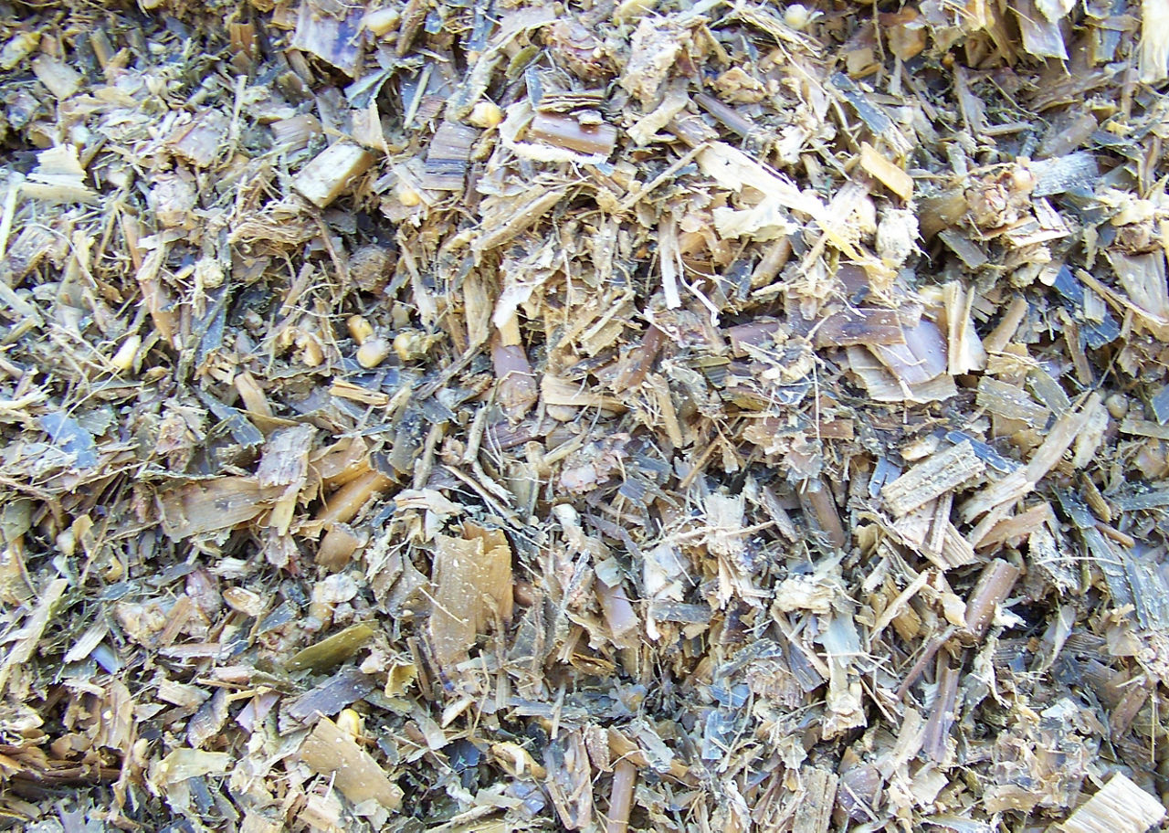 Brown Midrib (BMR) corn silage