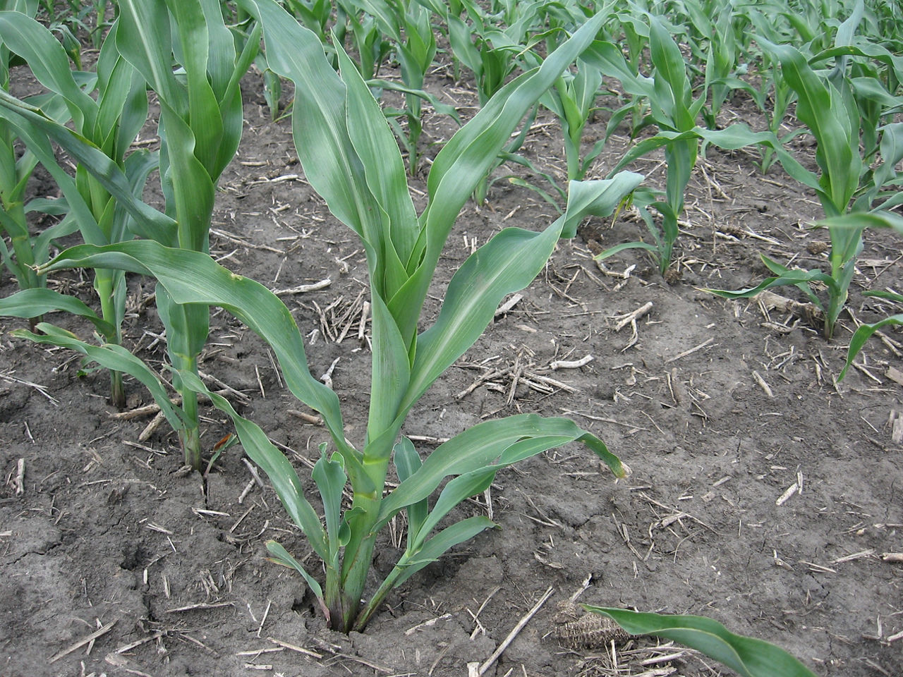 Corn tillers on a row of corn plants