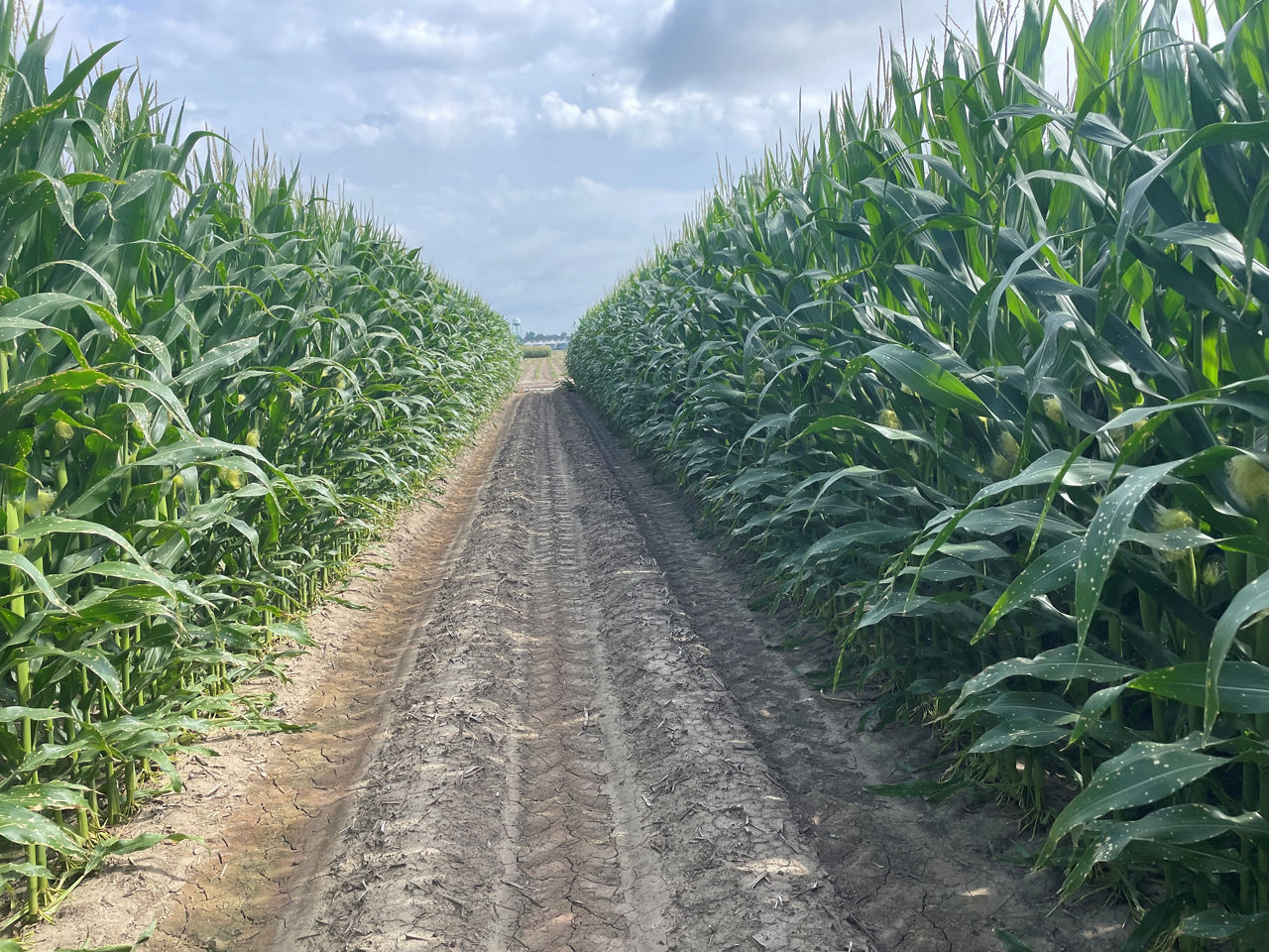 Corn yield testing with two rows of corn missing side by side.