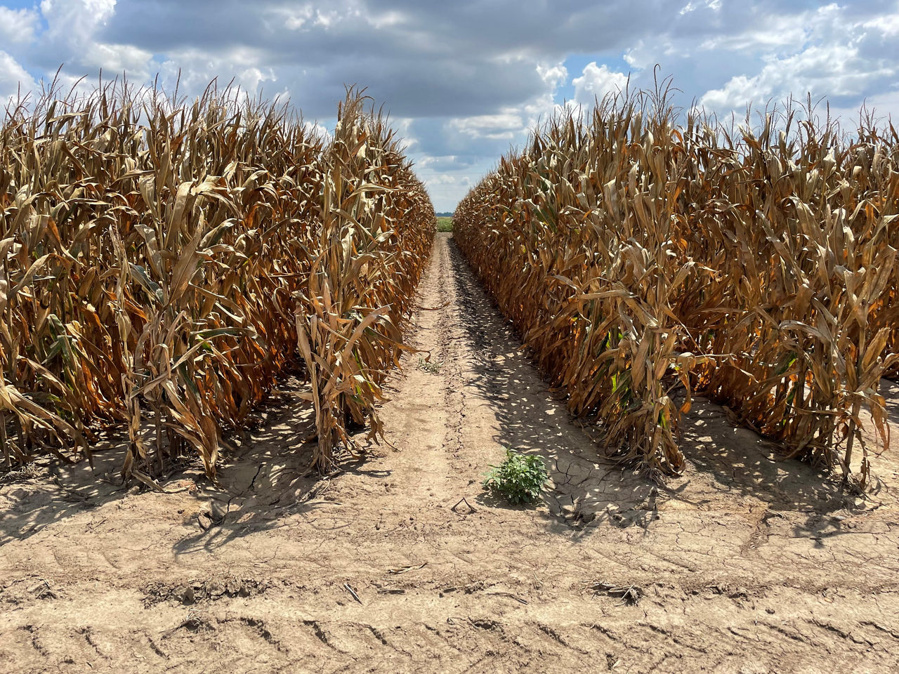 Figure 2. Simulated mechanical problem, Treatment Row 2 Off. 
