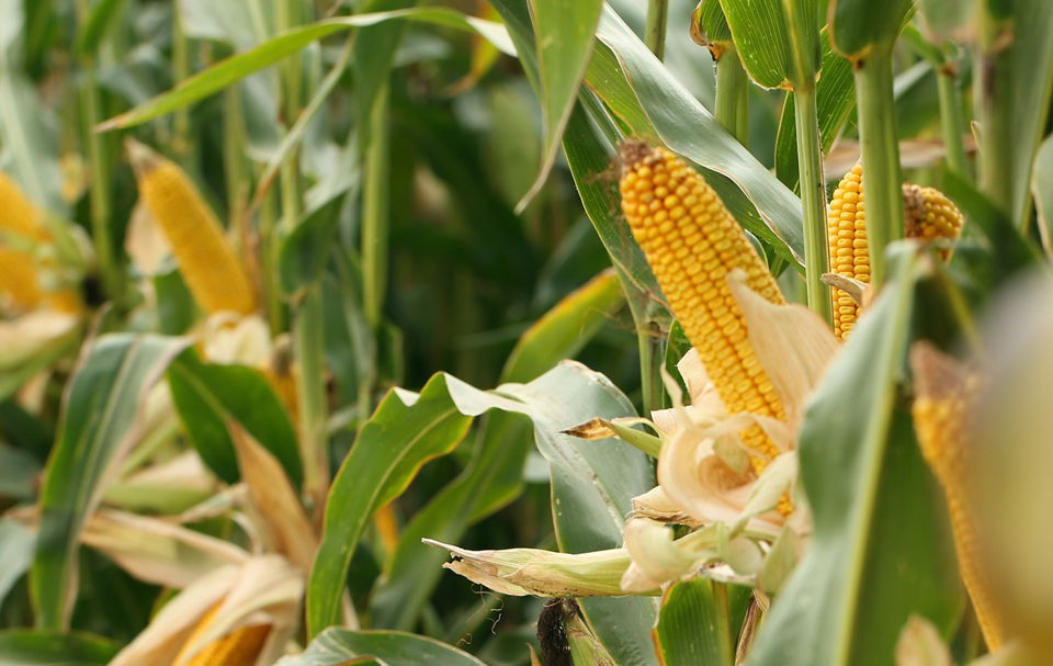 Corn plants