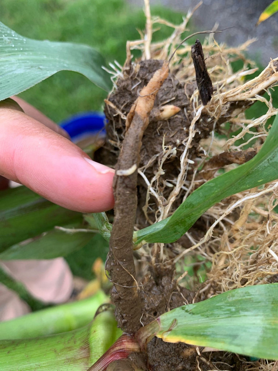 Corn rootworm larvae on corn plant root which has been pulled from the ground.