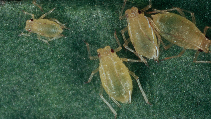 Cotton aphids are pests of broadleaf crops, including cotton where it is the most common aphid pest.