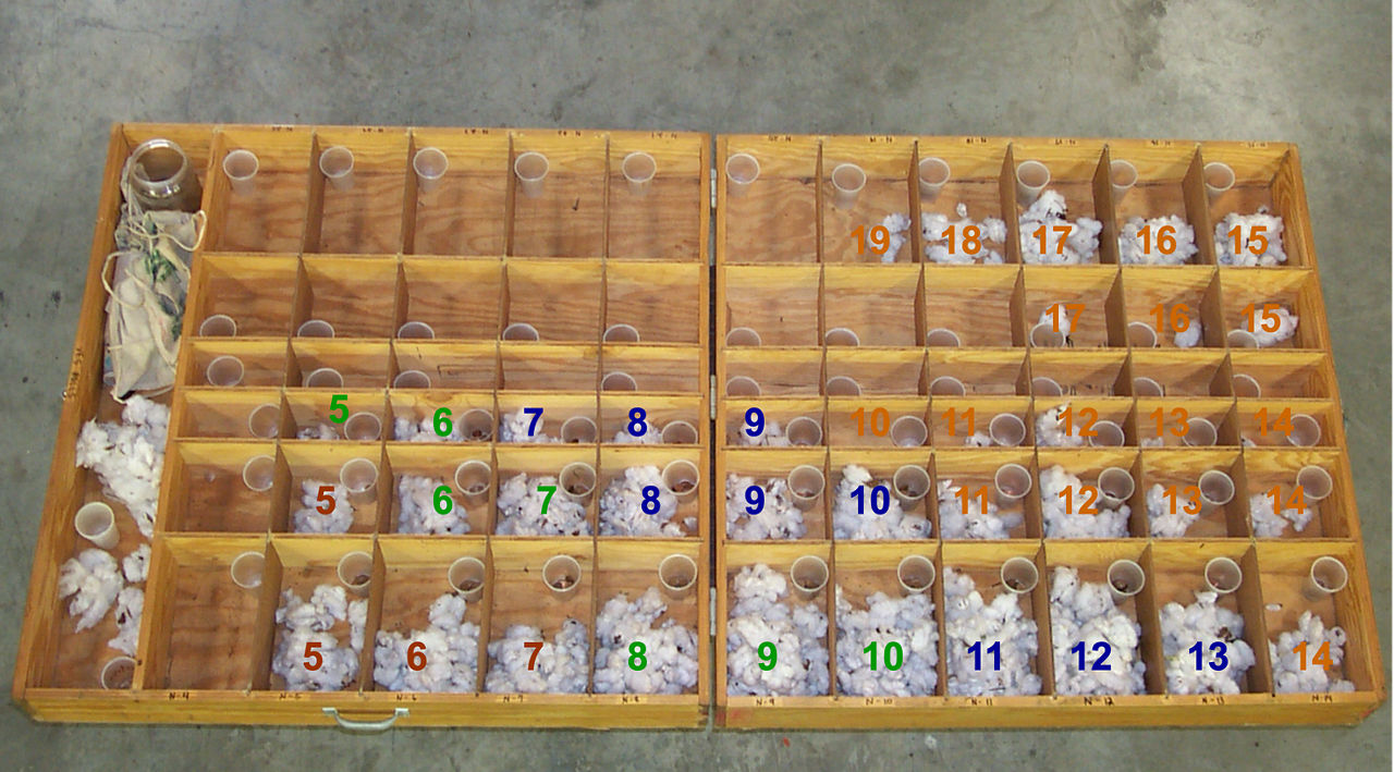 Cotton Boll mapping box for this study