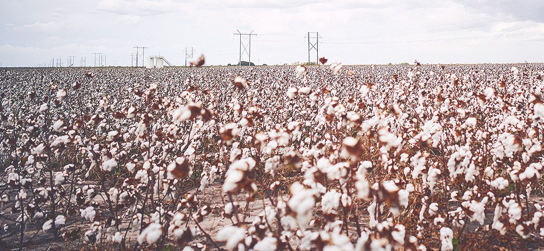 Cotton Field with large cotton bolls throughout the field