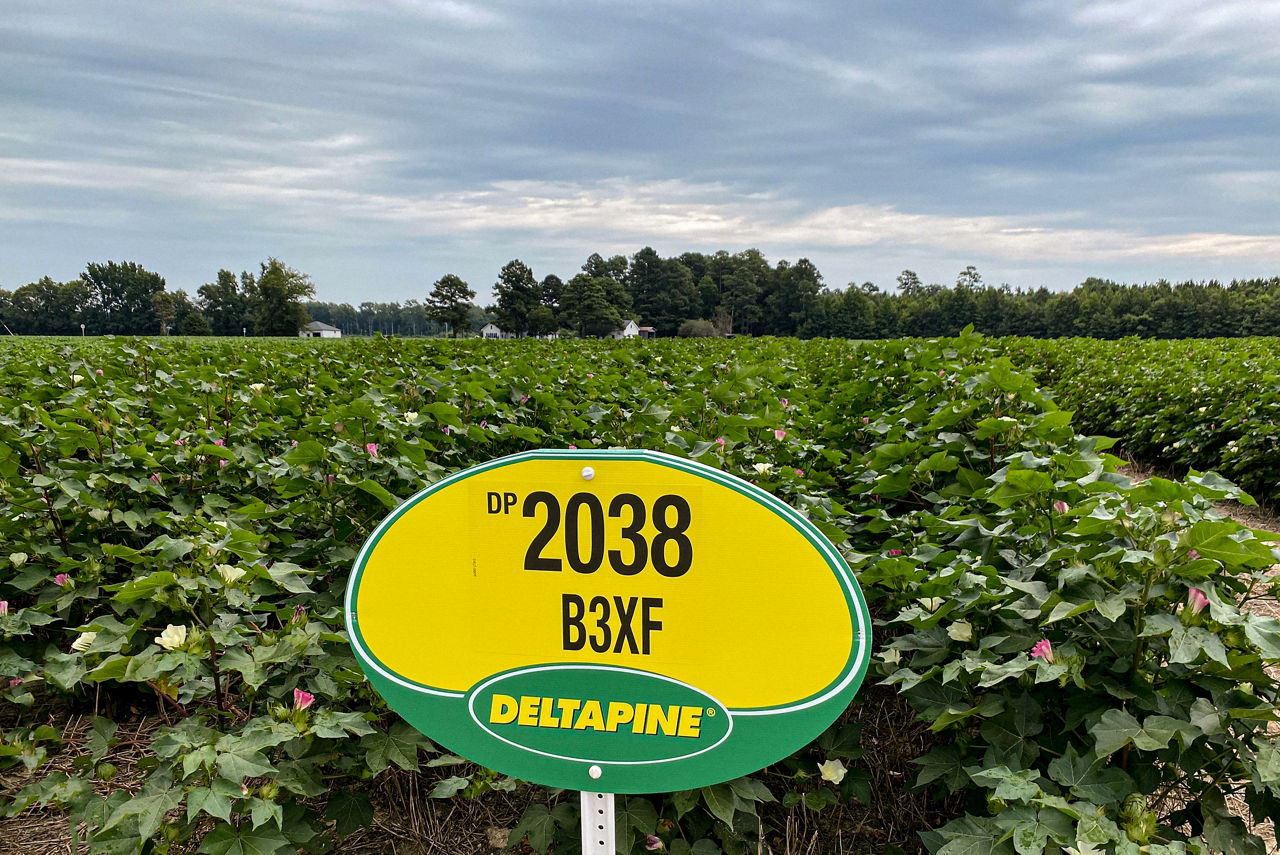 Rows of cotton with Deltapine field sign in front