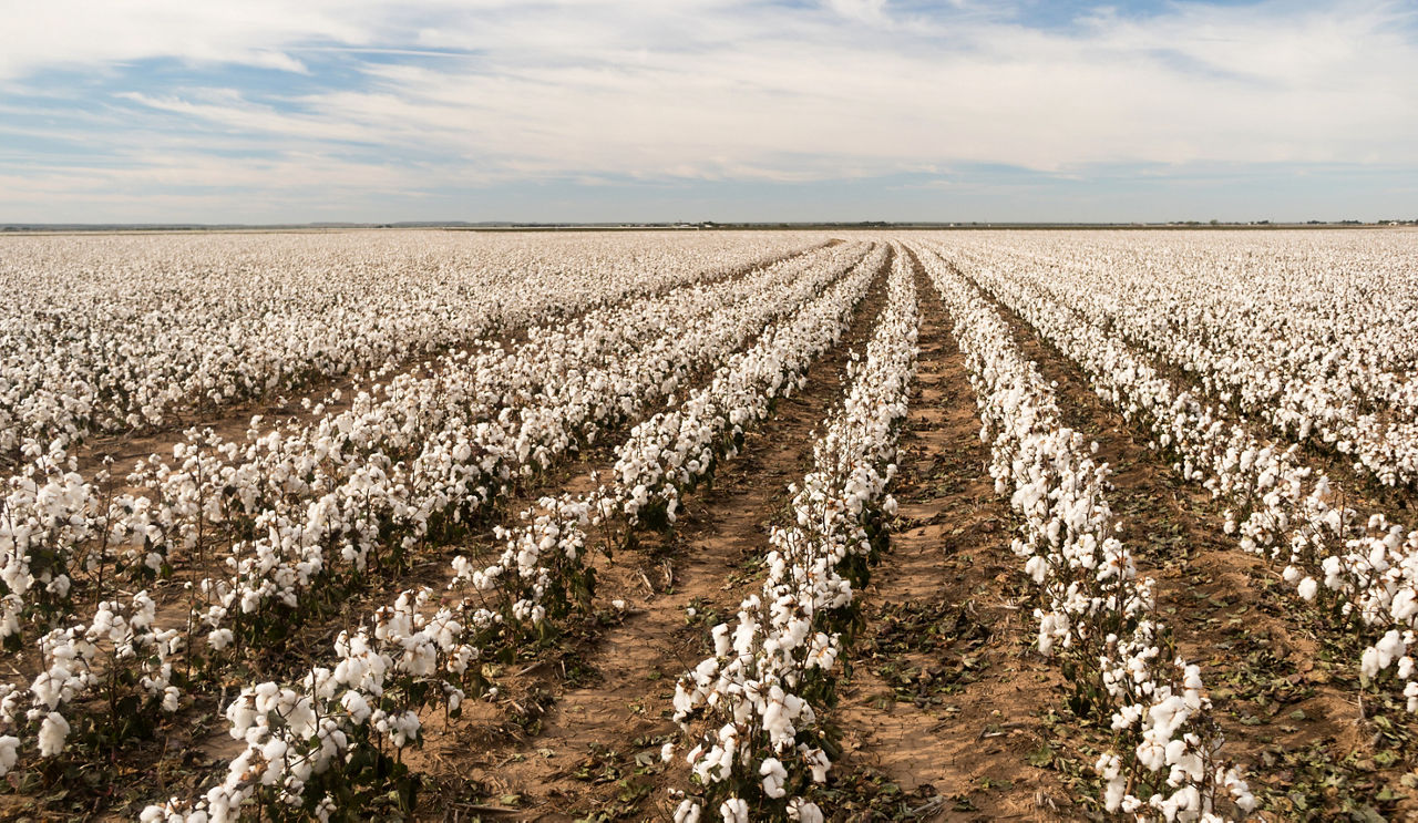 Cotton plants appear in neat rows on a Texas plantation; Shutterstock ID 758241790; purchase_order:65649; job:DAD May Social; client:Bayer Crop Science