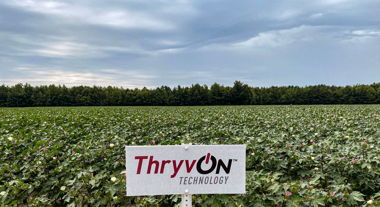 Rows of cotton with Thryvon Technology field sign in front