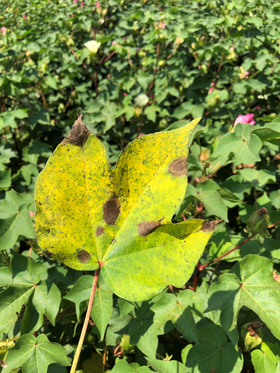 Cotton plant leaf with target leaf spot lesions with concentric circles