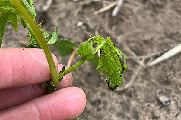 Damaged cotton leaf. 