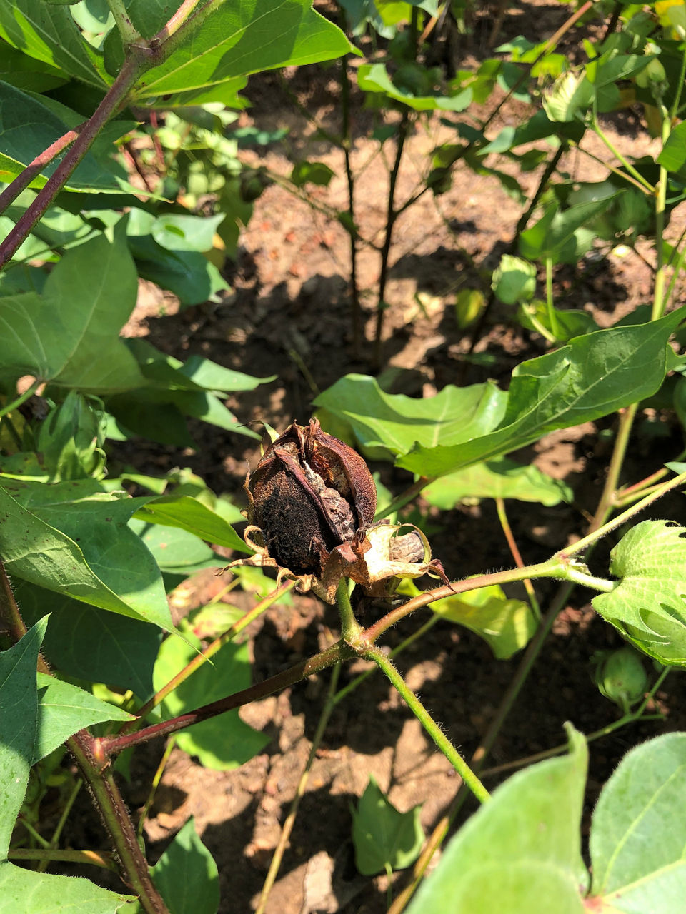 Mid-Season Cotton Boll Rot
