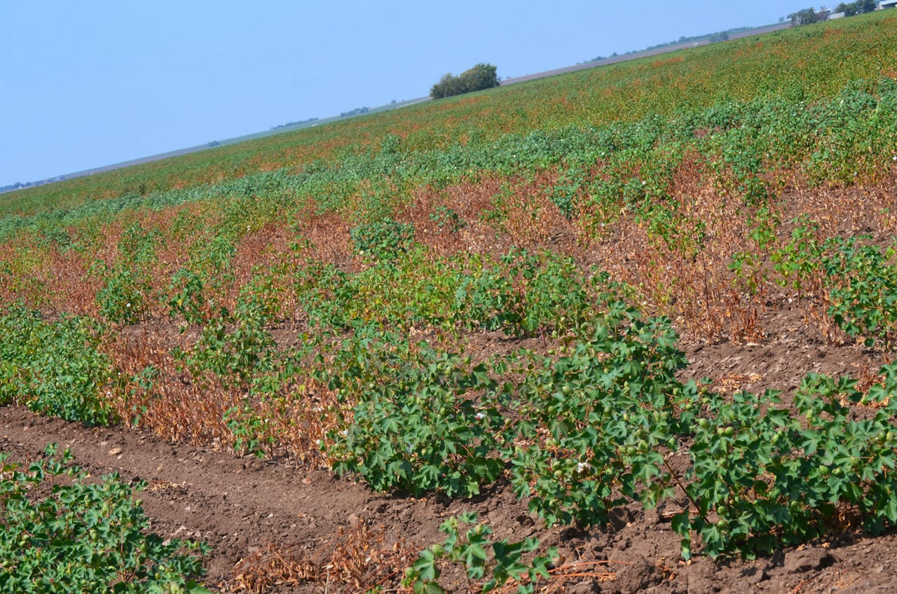 Cotton plants in a cotton field which have cotton root rot.