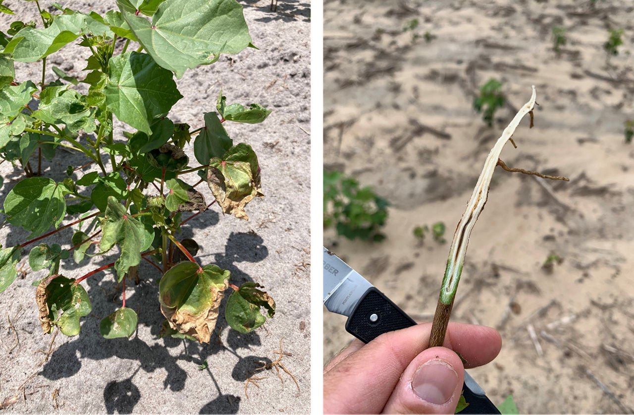 Cotton plant in a cotton field exhibiting Fusarium wilt symptoms and staining from Fusarium infection
