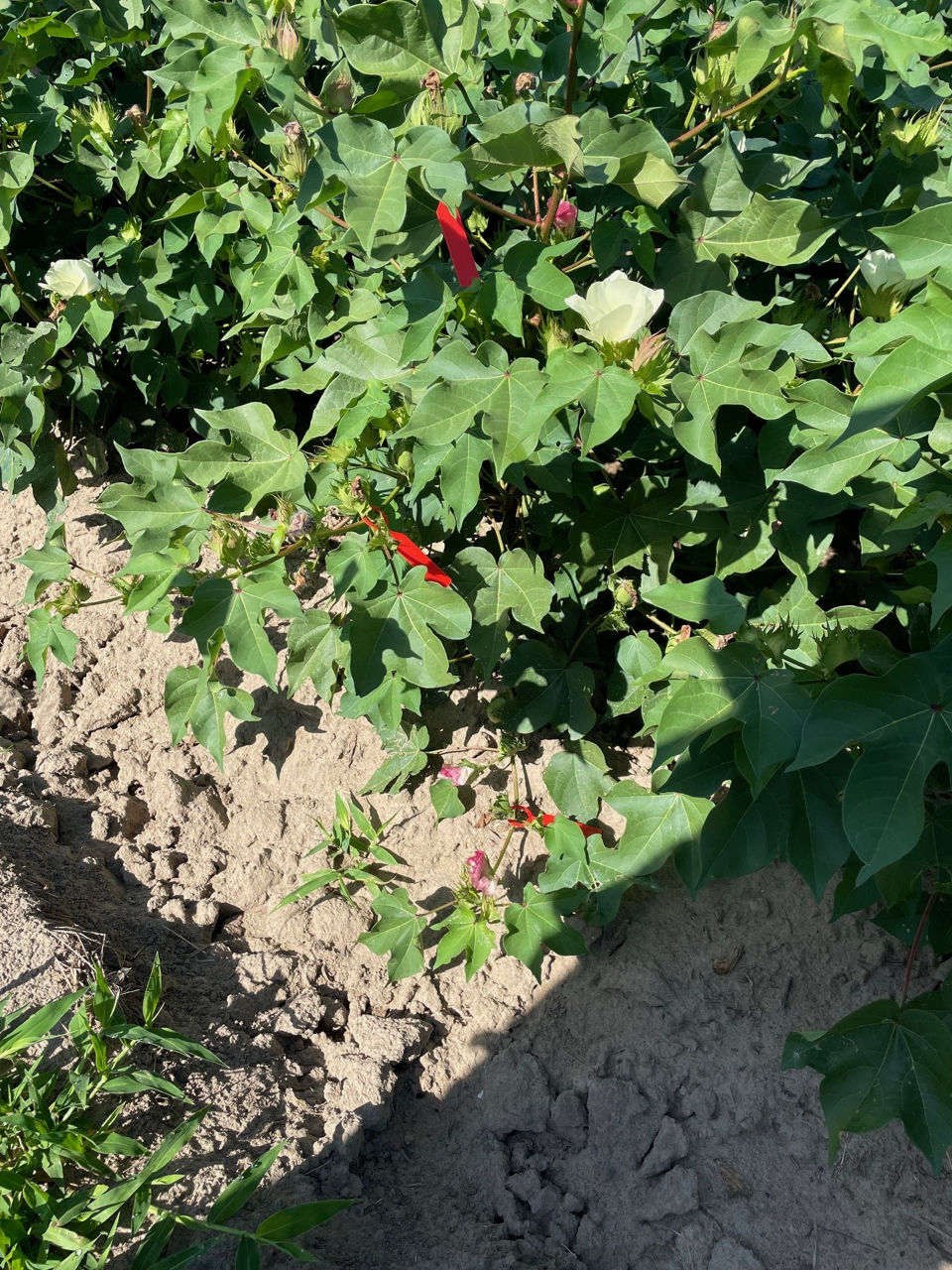Cotton plants in a cotton field tagged for this study.