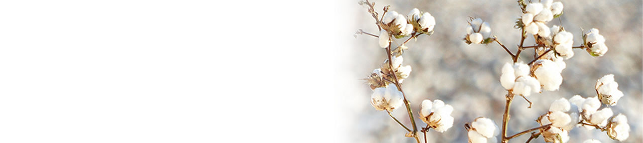 Closeup of a cotton buds, fade effect