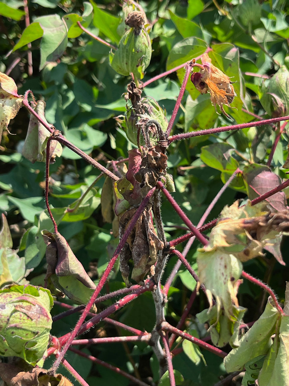 Cotton plant exhibiting Diaporthe ueckeri fungal infection which is causing Cotton Stem Canker and Dieback