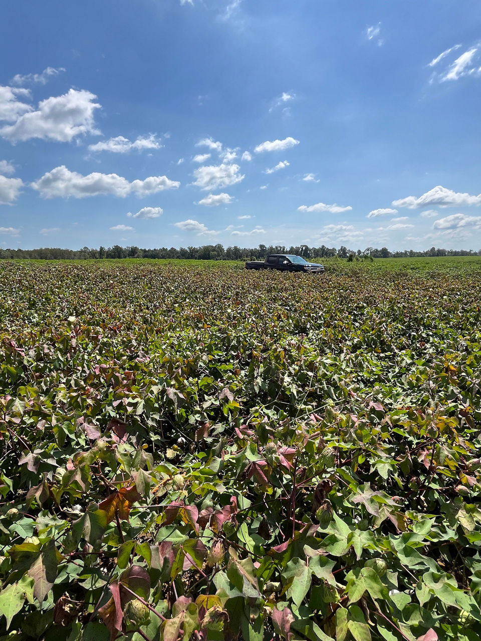 •	Cotton field shows rows of cotton plants with Diaporthe ueckeri which has led to Cottton Stem Canker and Dieback and yield loss.