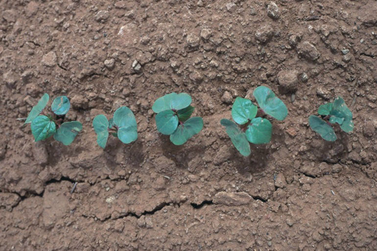 cotton seedlings