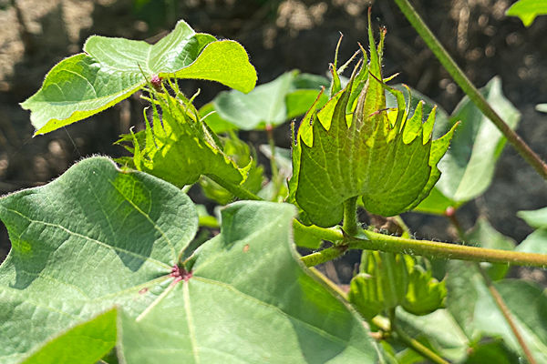 Image of a cotton square. 