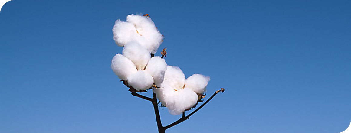 cotton