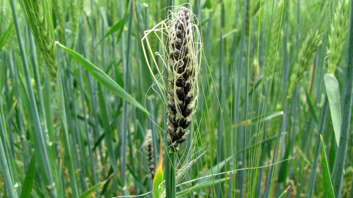Covered smut is caused by the same fungal pathogen in barley and oats, but in wheat it is caused by a different pathogen.
